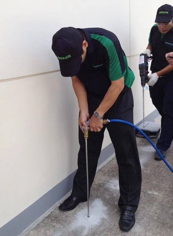 Termites — Absolute Pest Control