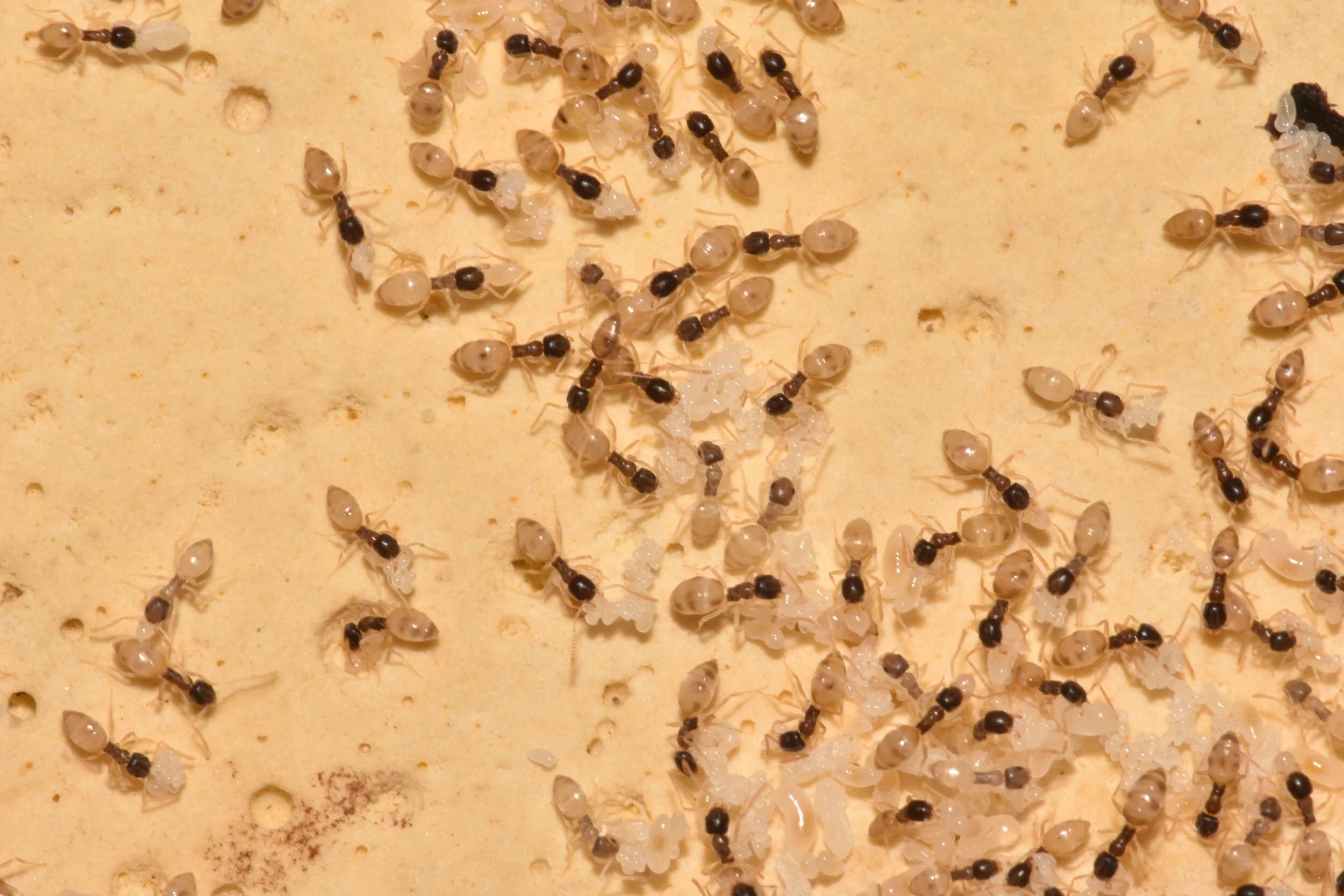 General 2 — Absolute Pest Control