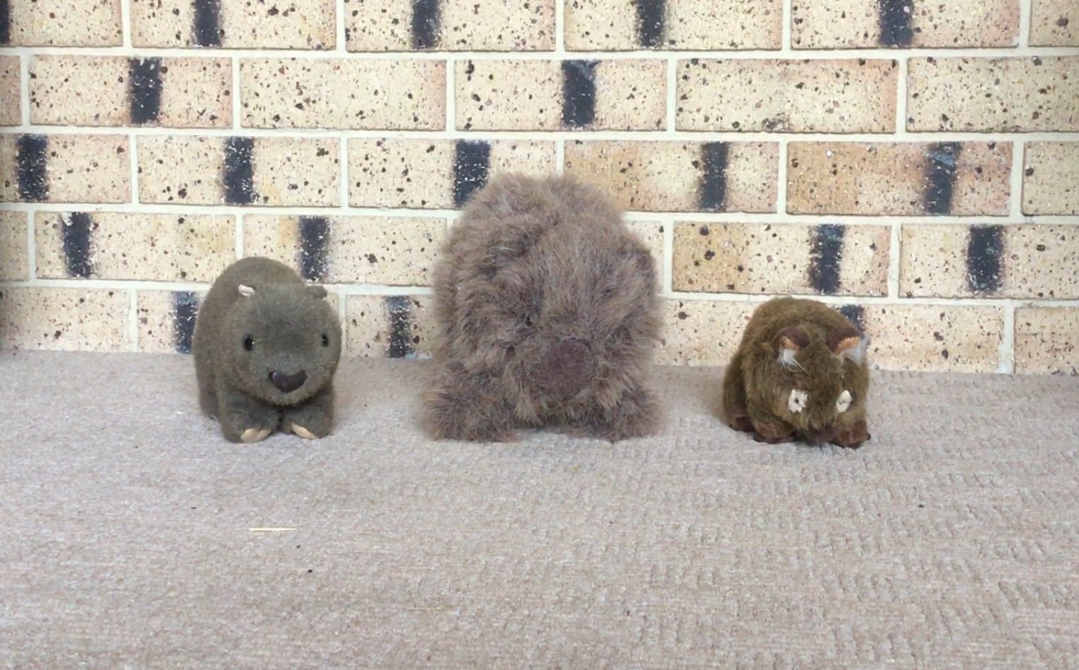 The 'Rona Scam Explained In Under 5 Minutes By Terrain Theorist Wombats
