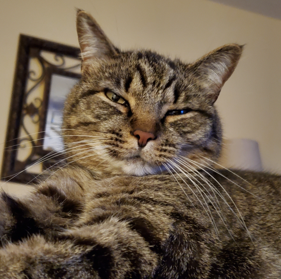 How DVM STAT Helped Dr. Brian Avoid Surgery &amp; Save His Patient