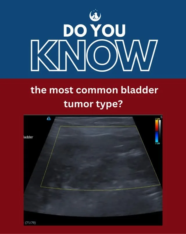 Bladder masses are common on ultrasound, but clinical presentation follows patterns that can dramatically sharpen your differential list and improve your diagnostic accuracy. 

✔️ Epithelial tumors, especially TCC, are the most common and make up 76&
