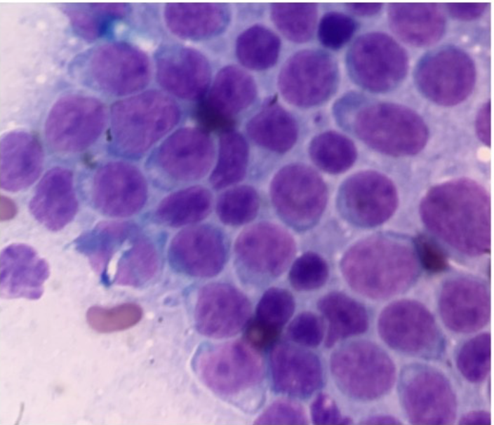 Practical Oncology for the Practicing Veterinarian