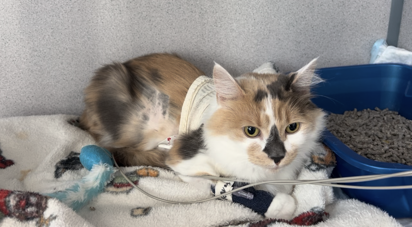 Highlights from the 2026 AAHA Feline Diabetes Guidelines