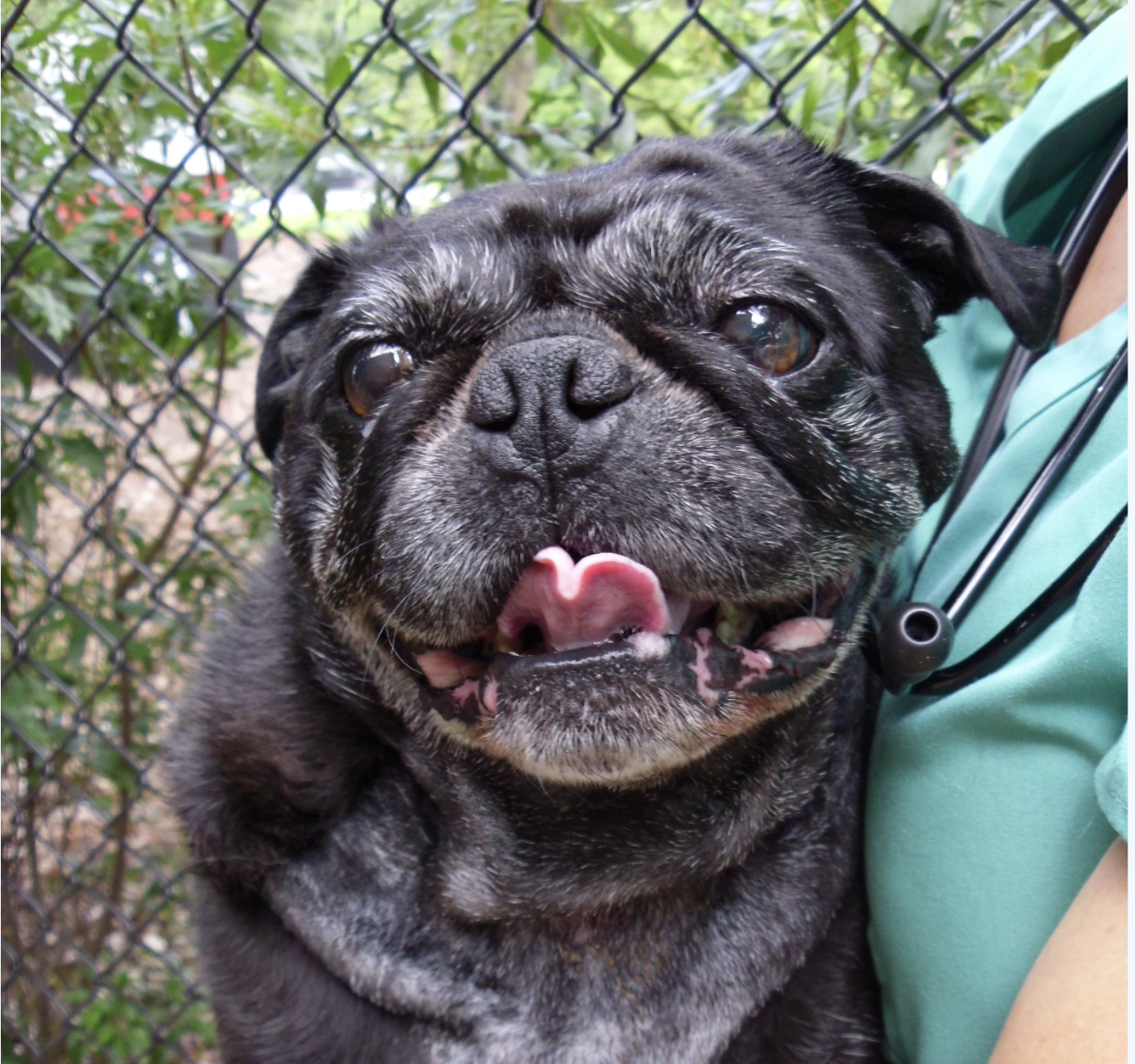 When Minutes Matter: A Criticalist's Approach to Canine Heat Stroke