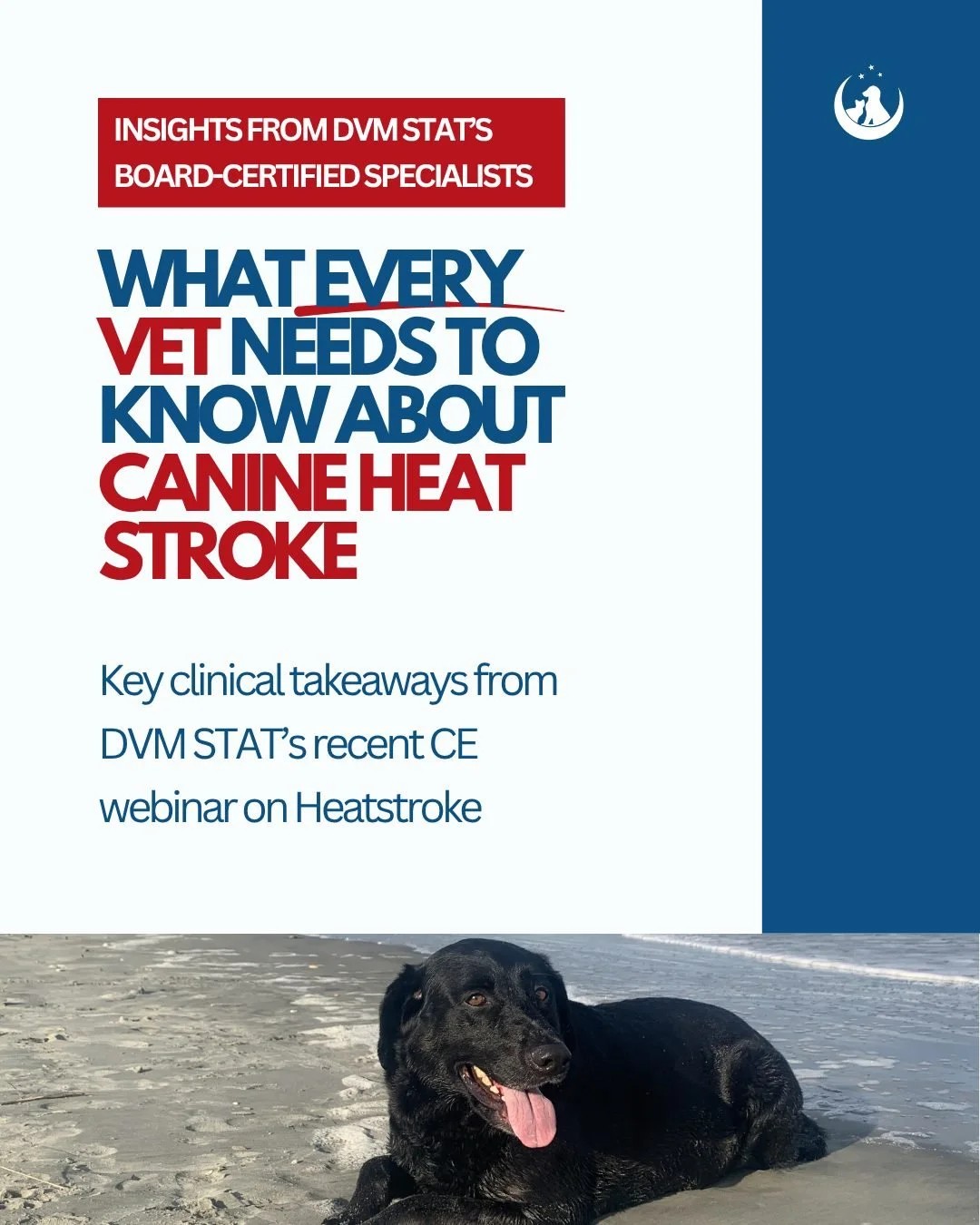 Summer in the ER has a rhythm. Lacerations, GDVs, foreign bodies&mdash;and somewhere in the middle of every heat wave, the collapsed dog that was "just out for a quick walk."

Heat stroke is one of those diagnoses where the clock starts bef