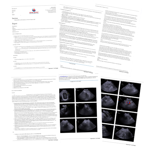 DVM STAT Ultrasound Report with Medicine Consultation