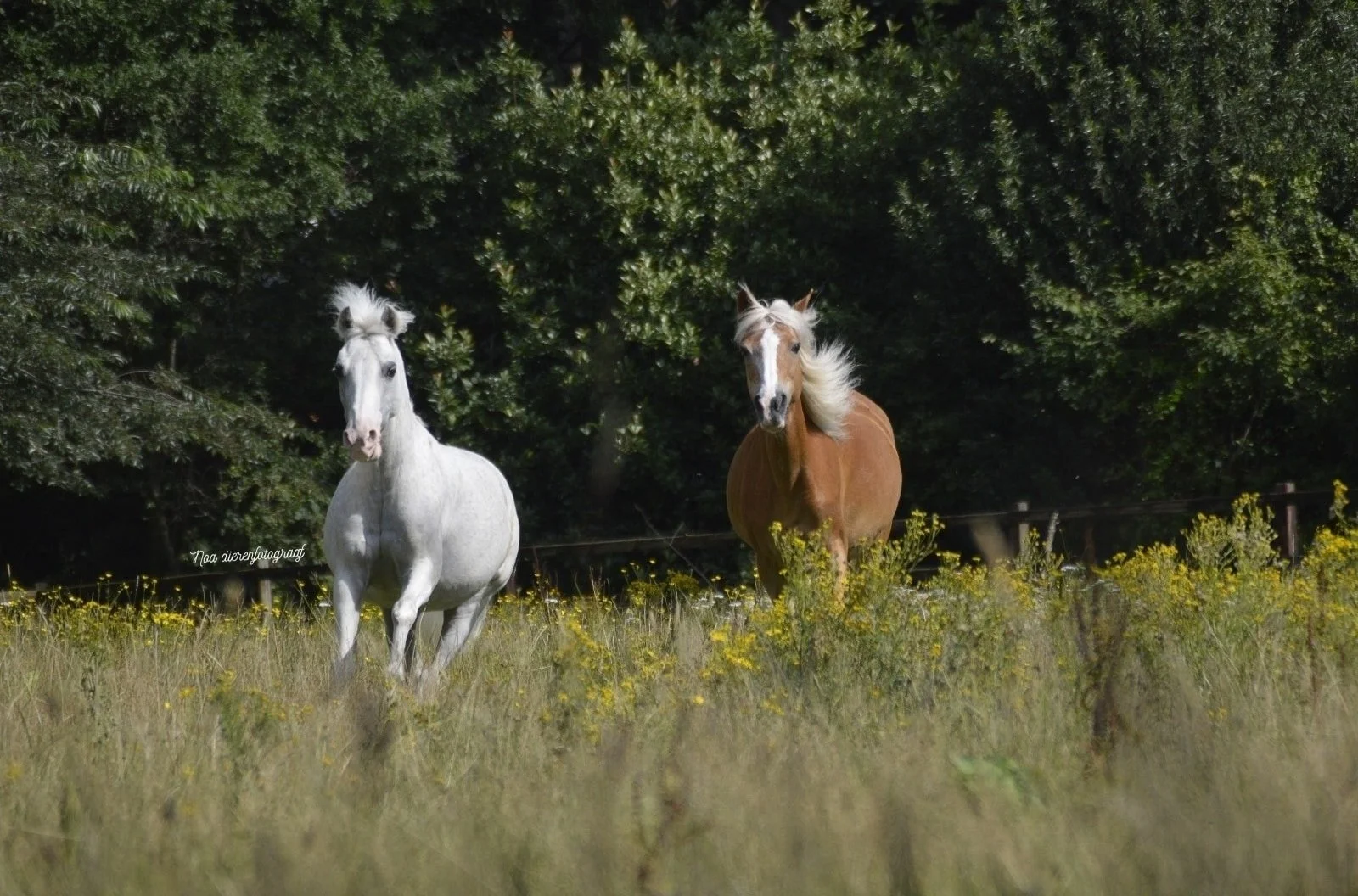 Wit paard en bruin paard galopperen naast elkaar in een weiland vol met gele bloemen, omringd door groene bomen en struiken.