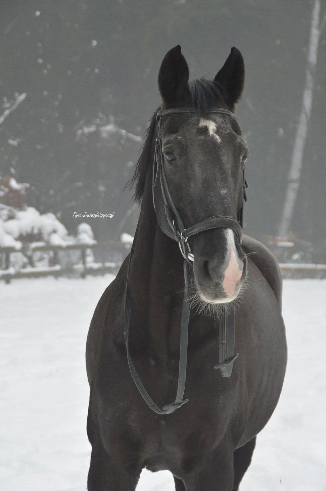 Een zwart paard in een winterse omgeving met sneeuw.