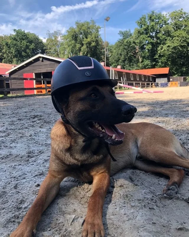 Een lieve hond ligt in de buitenbak van Manege Zeisterbos. De hond, een Mechelse Herder, heeft zijn bek open waardoor het lijkt alsof hij lacht. Op zijn kop draagt hij een ruitercap, De grond bestaat uit lichtbruin zand en aangrenzend ligt de stallin
