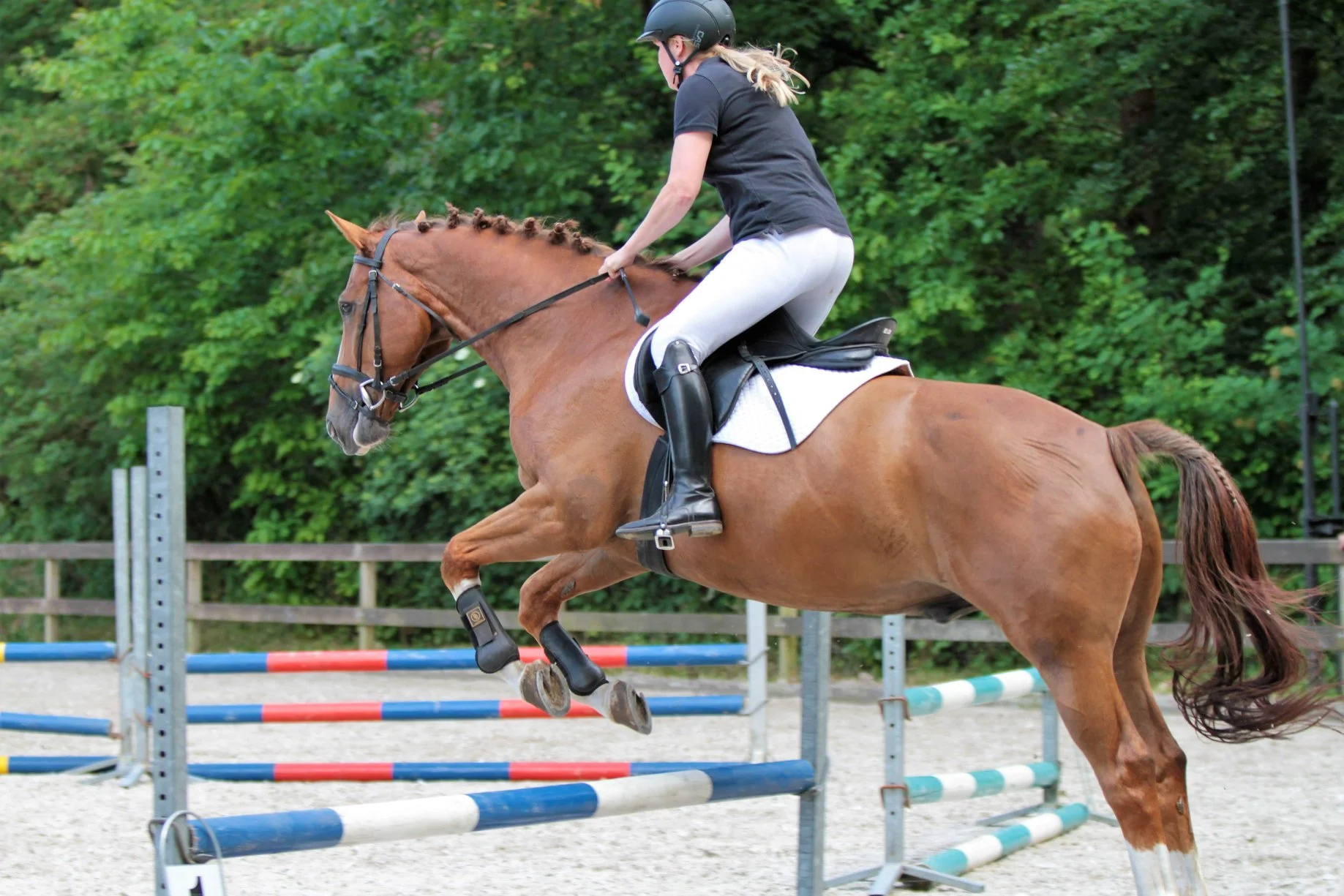 Ruiter springt met een bruin paard over een hindernis bestaande uit blauwwit gestreepte balken. Er staan meerdere hindernissen in de buitenrijbaan. Op de achtergrond staan bomen met groene bladeren.