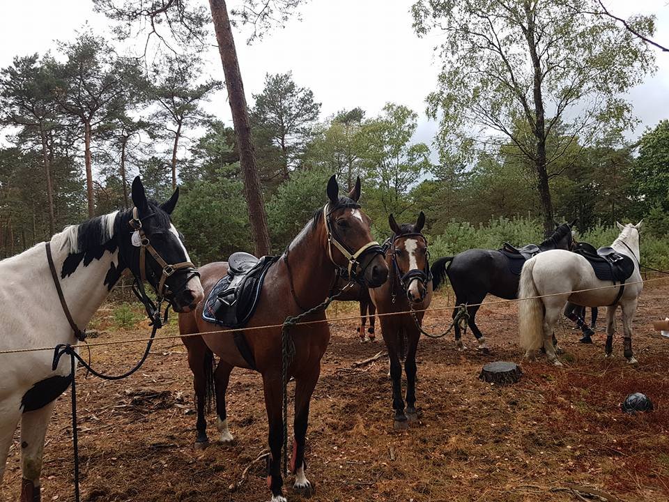 Zes paarden staan in het bos met zadels en hoofdstellen op. De groep bestaat uit twee witte paarden, een zwart paard en twee bruine paarden waarachter een zesde paard staat verscholen. Drie paarden kijken langs de camera, terwijl de rest met hun rug 