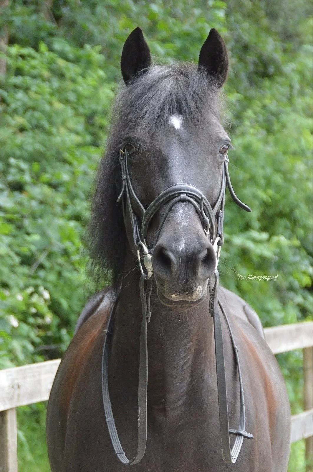  Blacky 