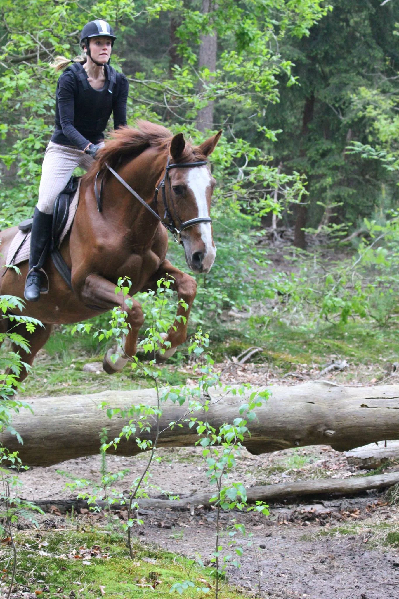 Ruiter springt met een bruinkleurig paard over een boomstam in het Zeisterbos. Het paard heeft een witte snuit en de ruiter draagt een cap. Op de achtergrond staan bomen met groene bladeren.