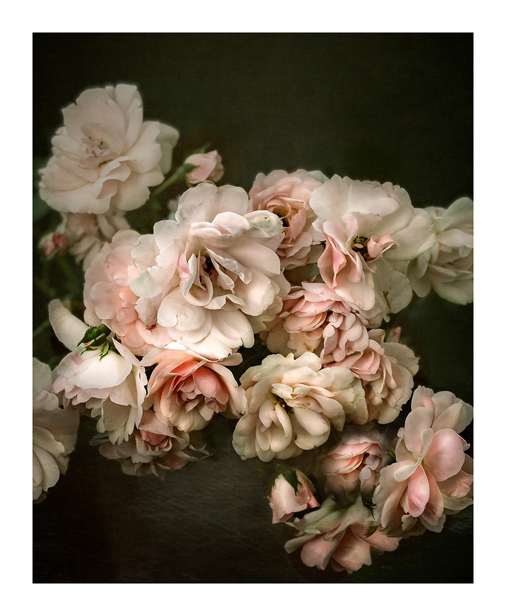 Sue Oakford Photography Print - Peach Melba .jpg