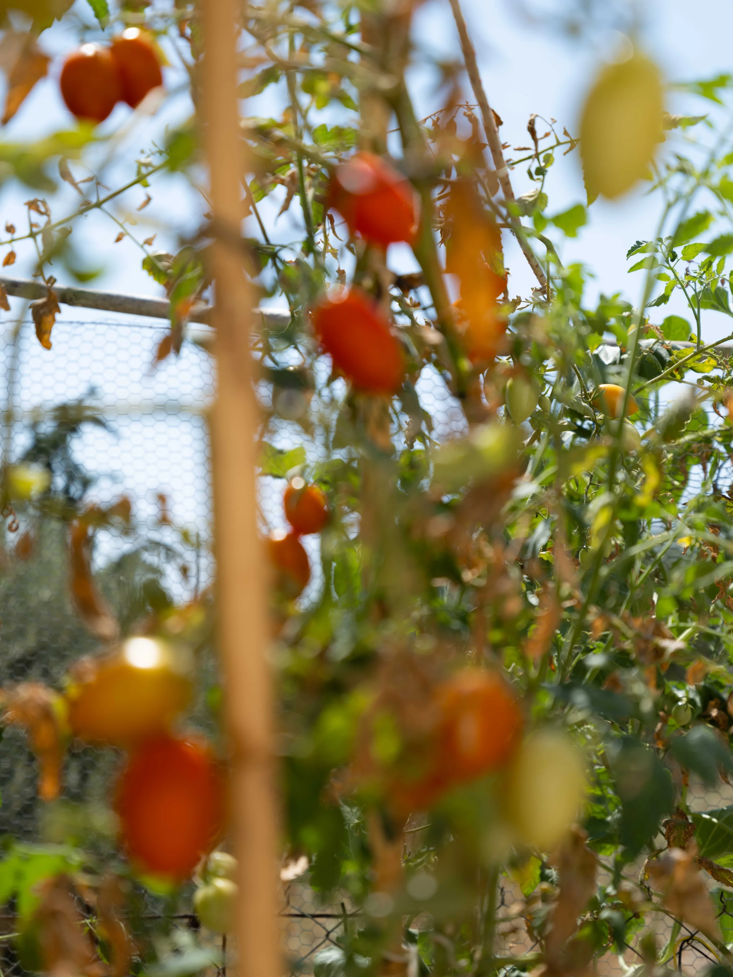 tomato-web.jpg