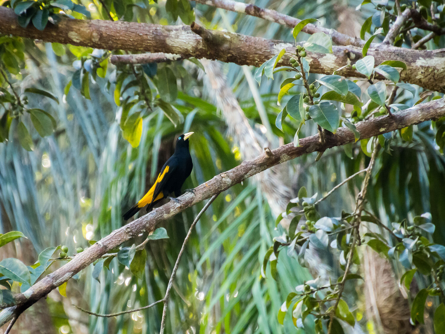 Oropendola