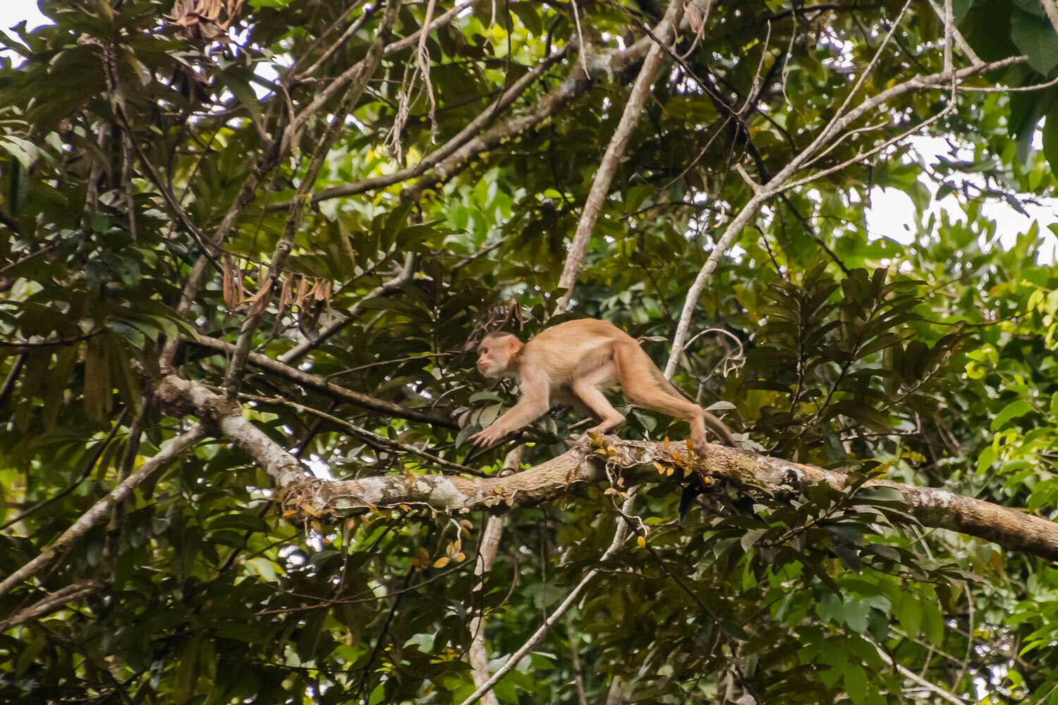 Capuchin monkey