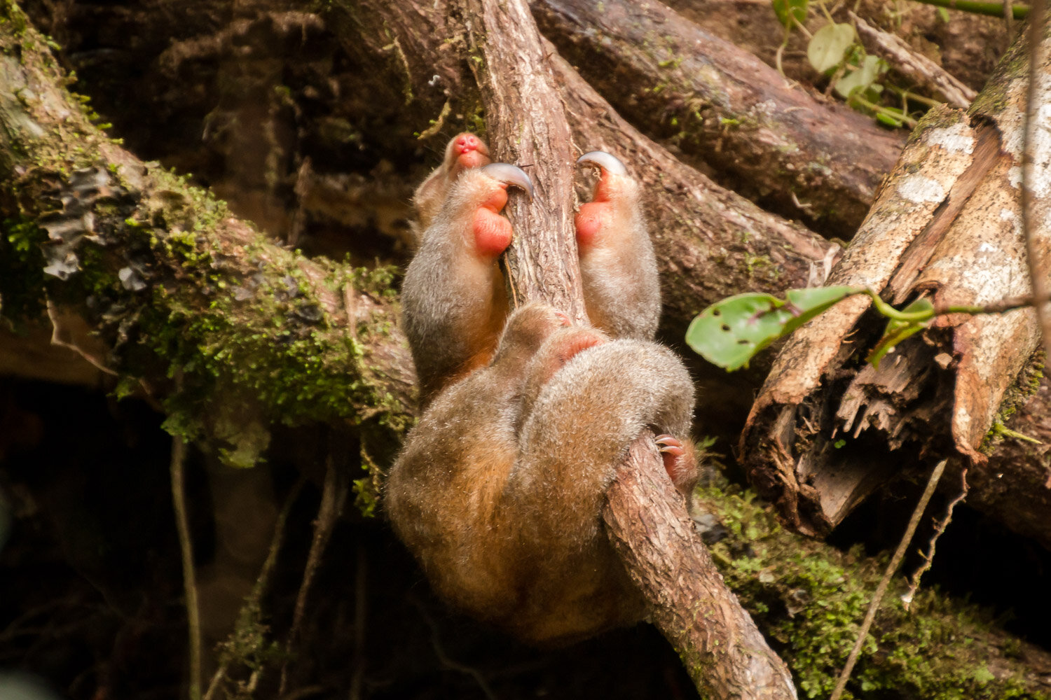 Sloth