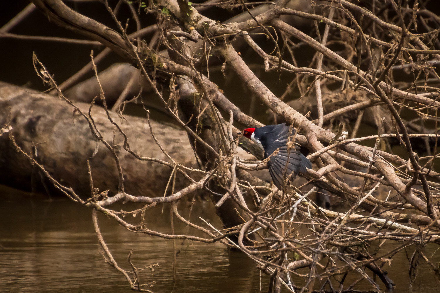 Yellow-billed cardinal