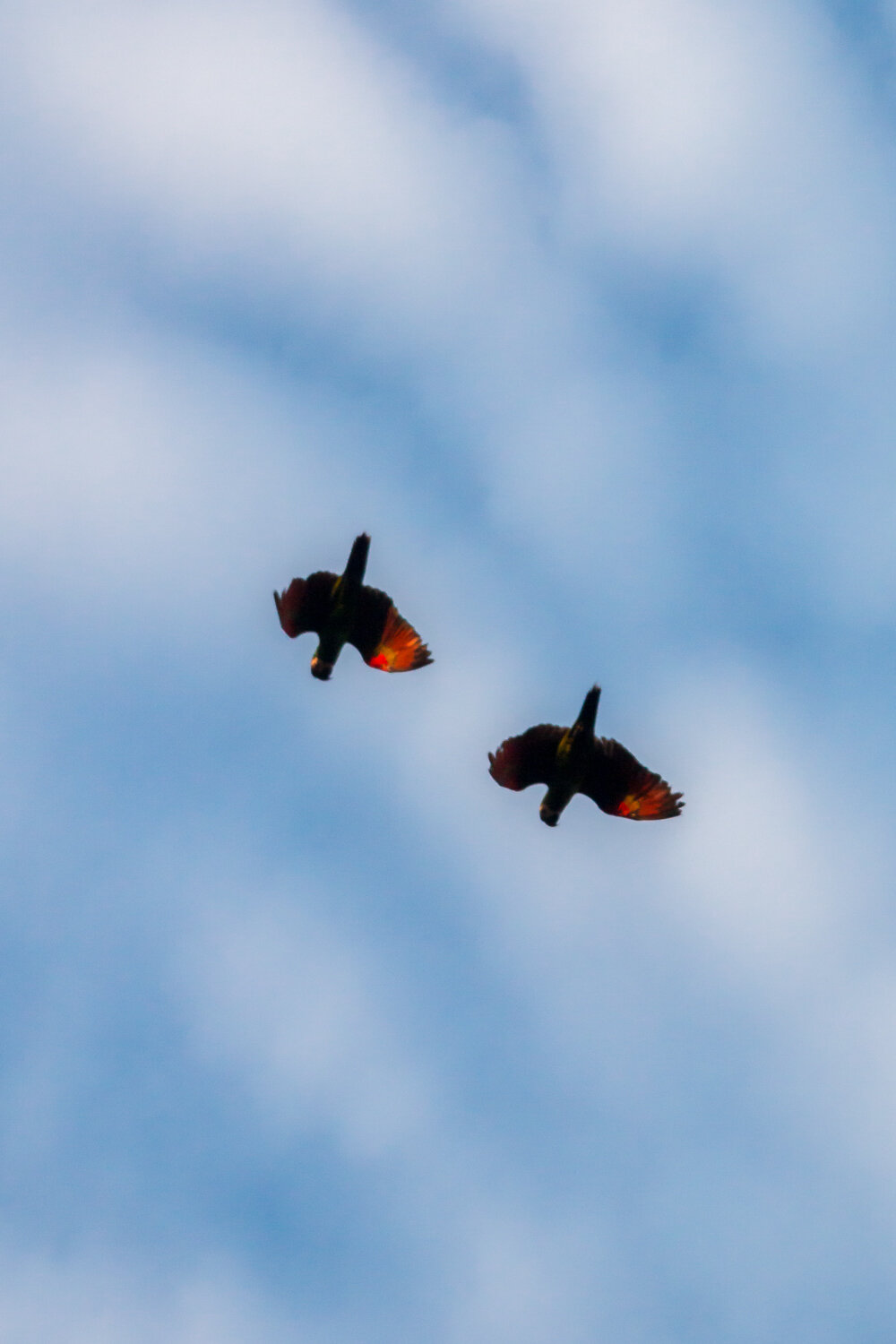 Scarlet macaw