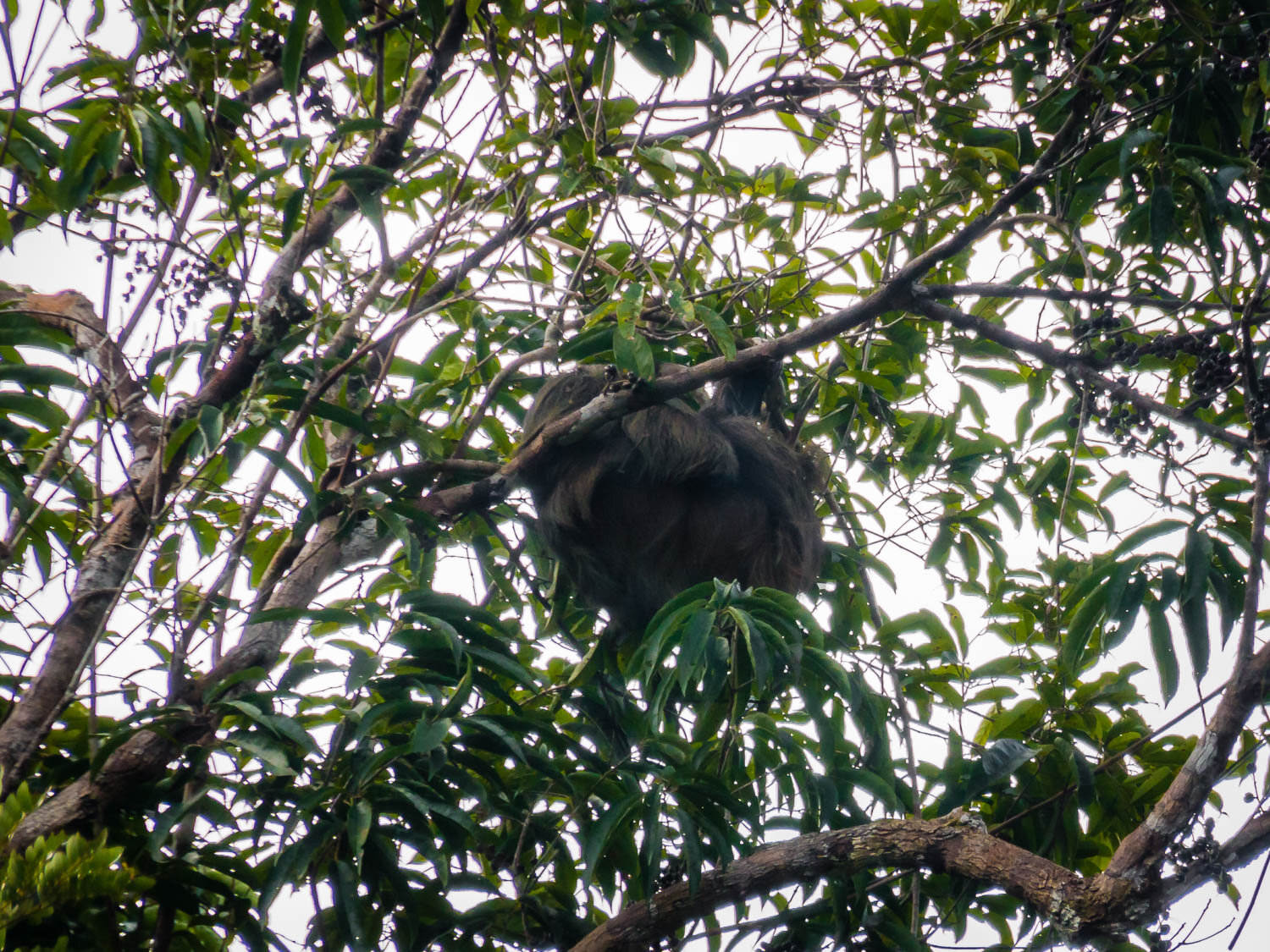 Three Toed Sloth