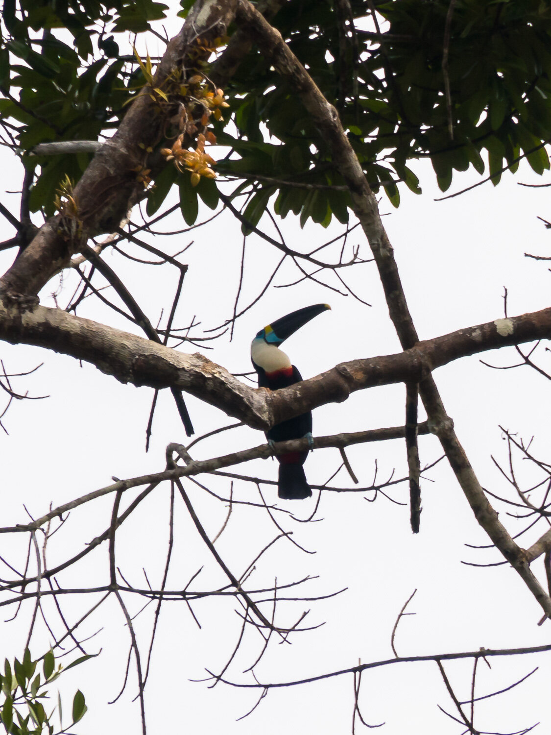 Toucan