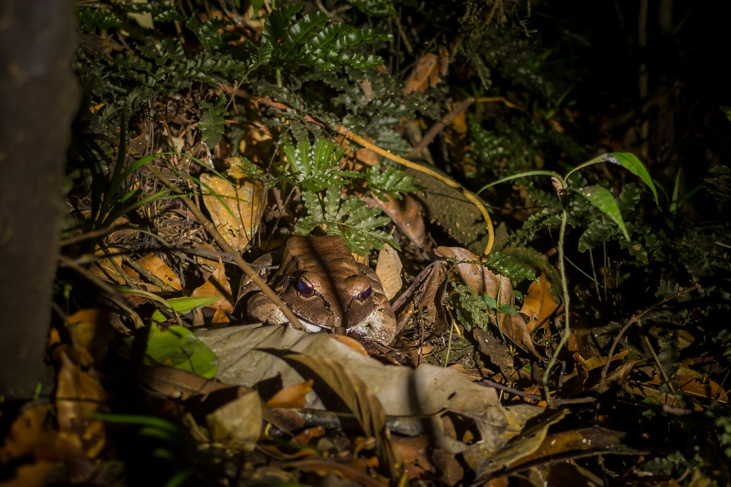 Smoky Jungle Frog