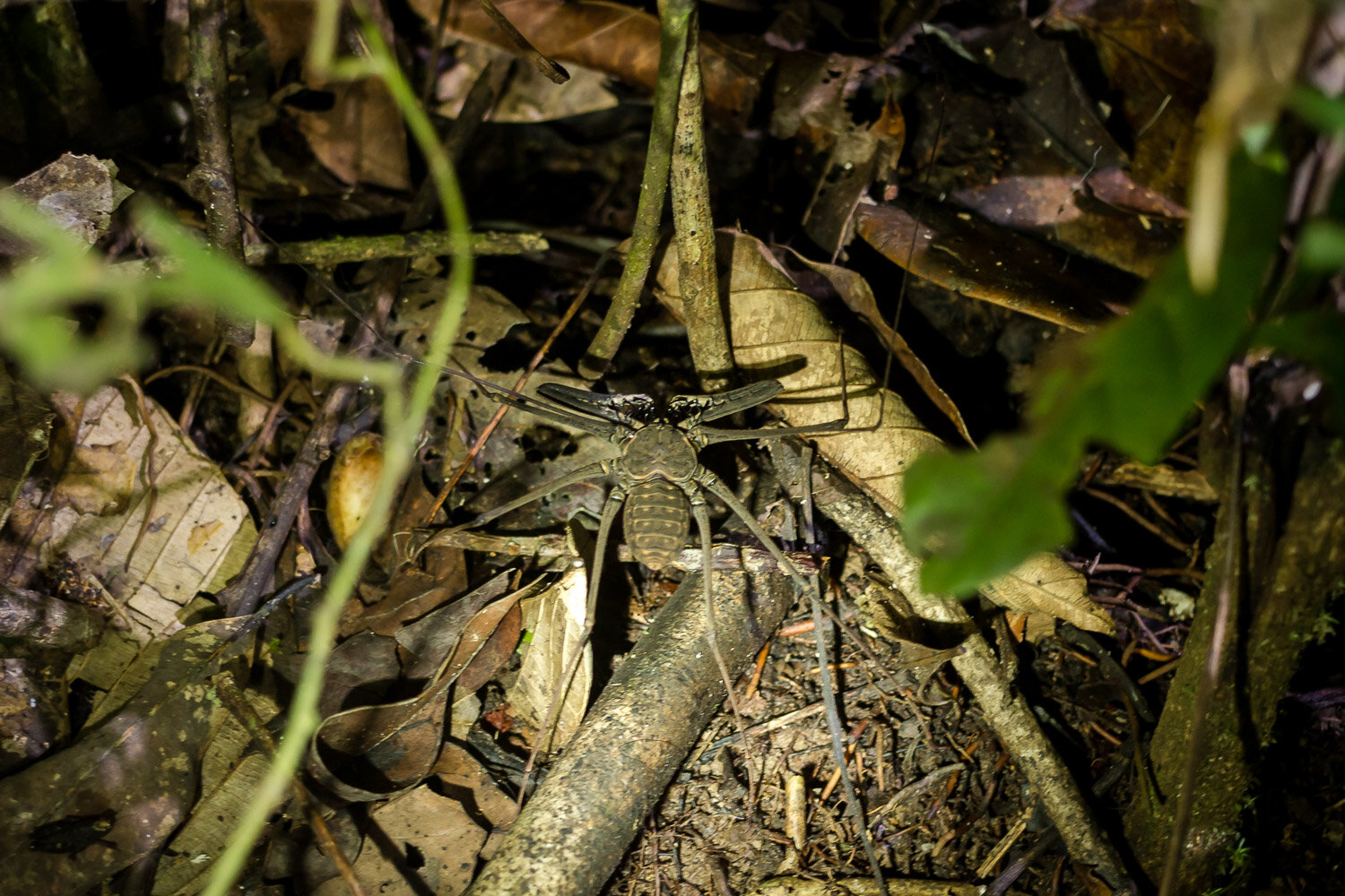 Whip spider