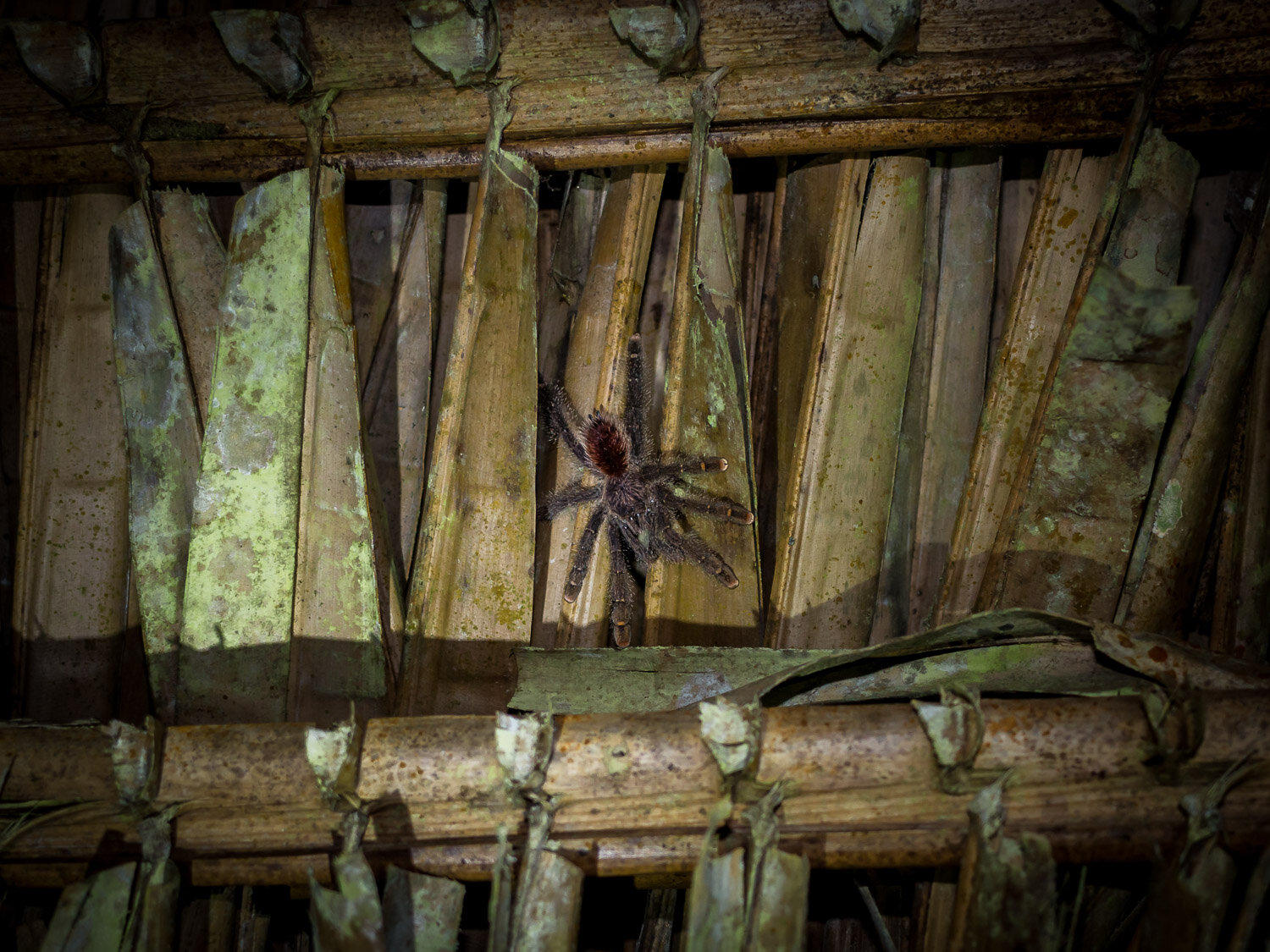 Tarantula