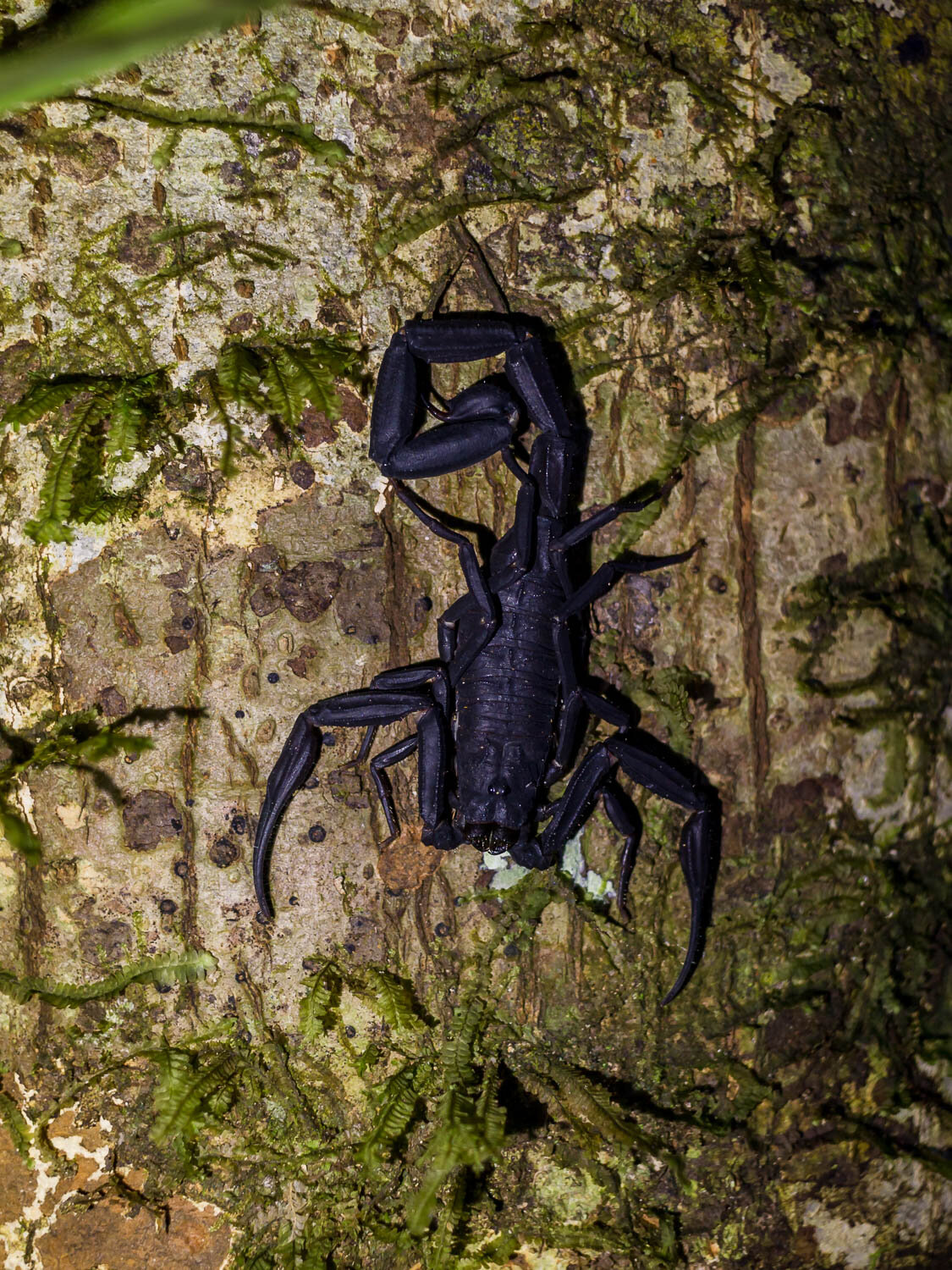 Scorpion
