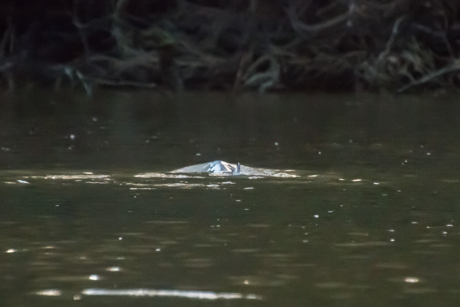 River dolphin (Kopie)