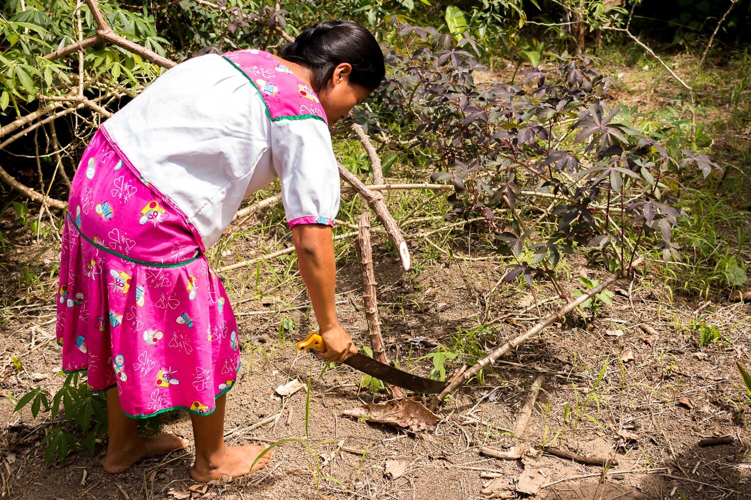 Cutting off the Yuca branches