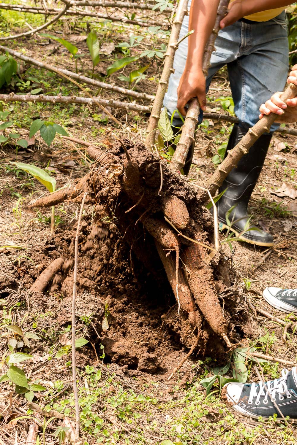 Pulling out the roots