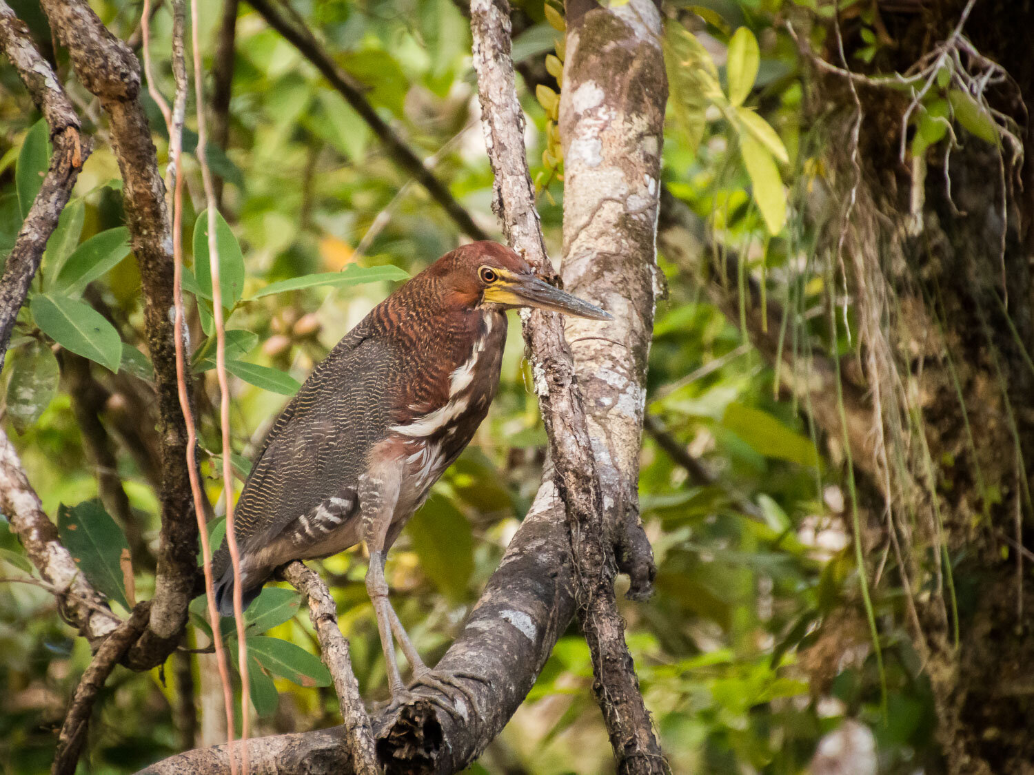 Fasciated tiger heron
