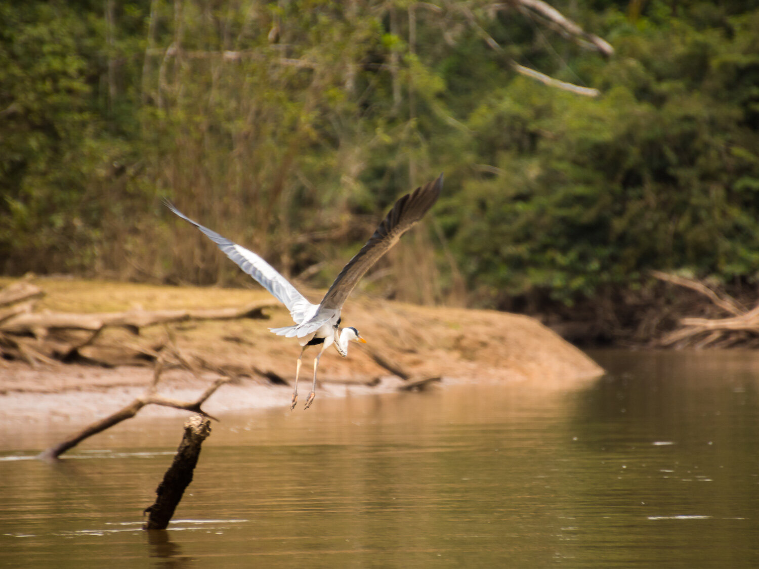 Cocoi heron