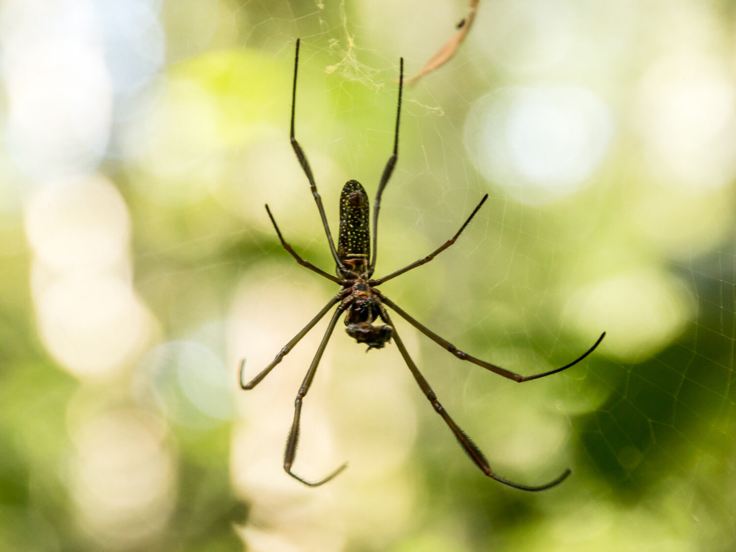 Golden silk orb-weaver