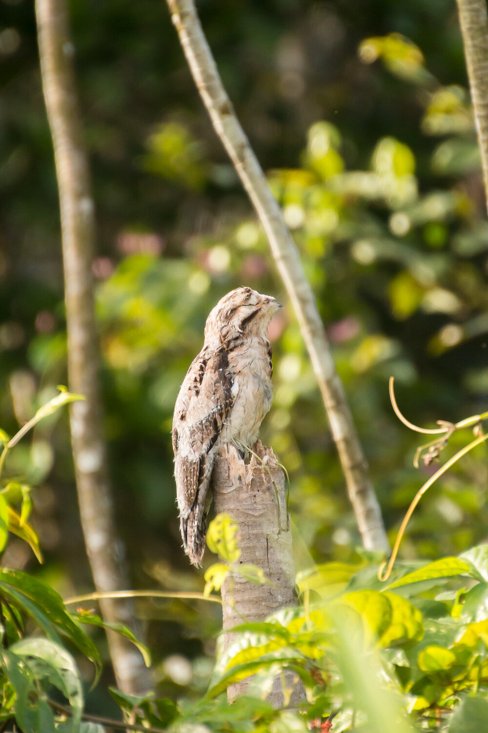 Great Potoo