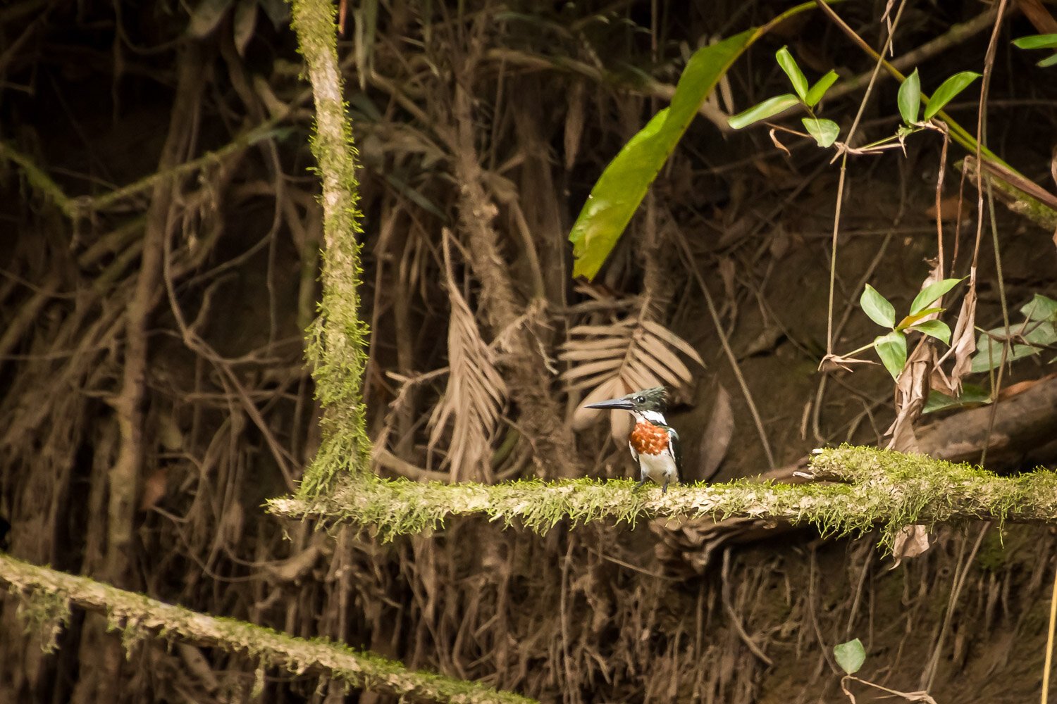 Amazon Kingfisher