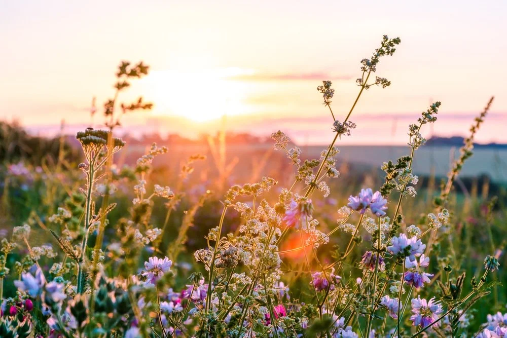 Wildflower Hike
