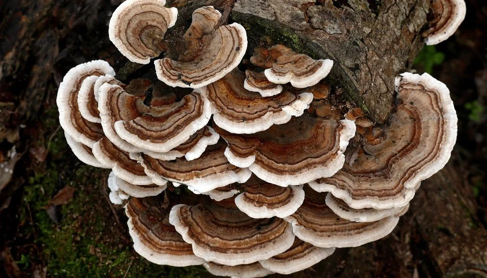 Wilderness Weekends with Emily: Fall Fungi Hike 