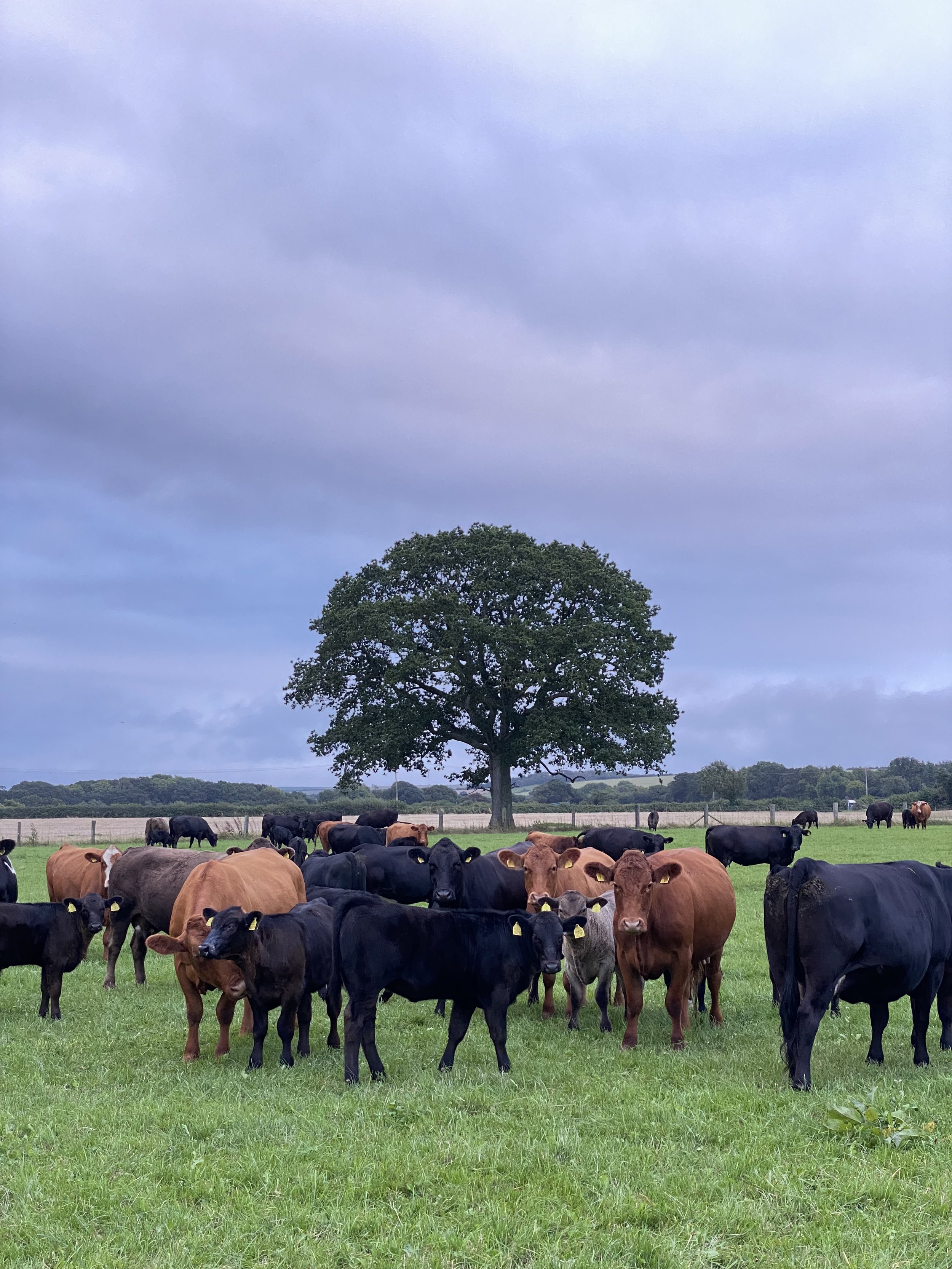 A herd of cows grazes on a green field with a large oak tree in the background under a cloudy sky.