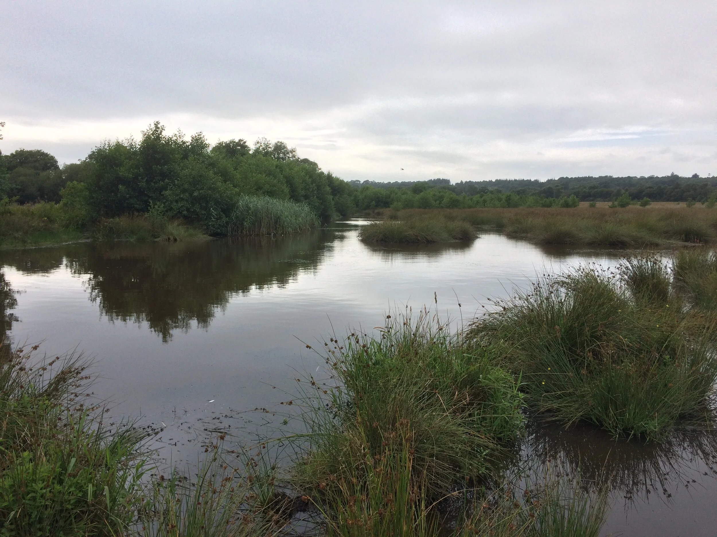 Lush wetland area with calm water, surrounded by tall grasses and trees under a cloudy sky.