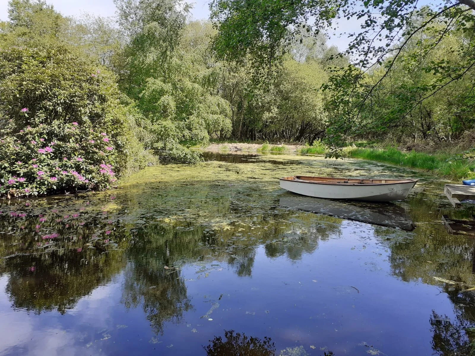 Small rowboat on a pond surrounded by lush greenery and blooming pink flowers. Farm walk in Dorset