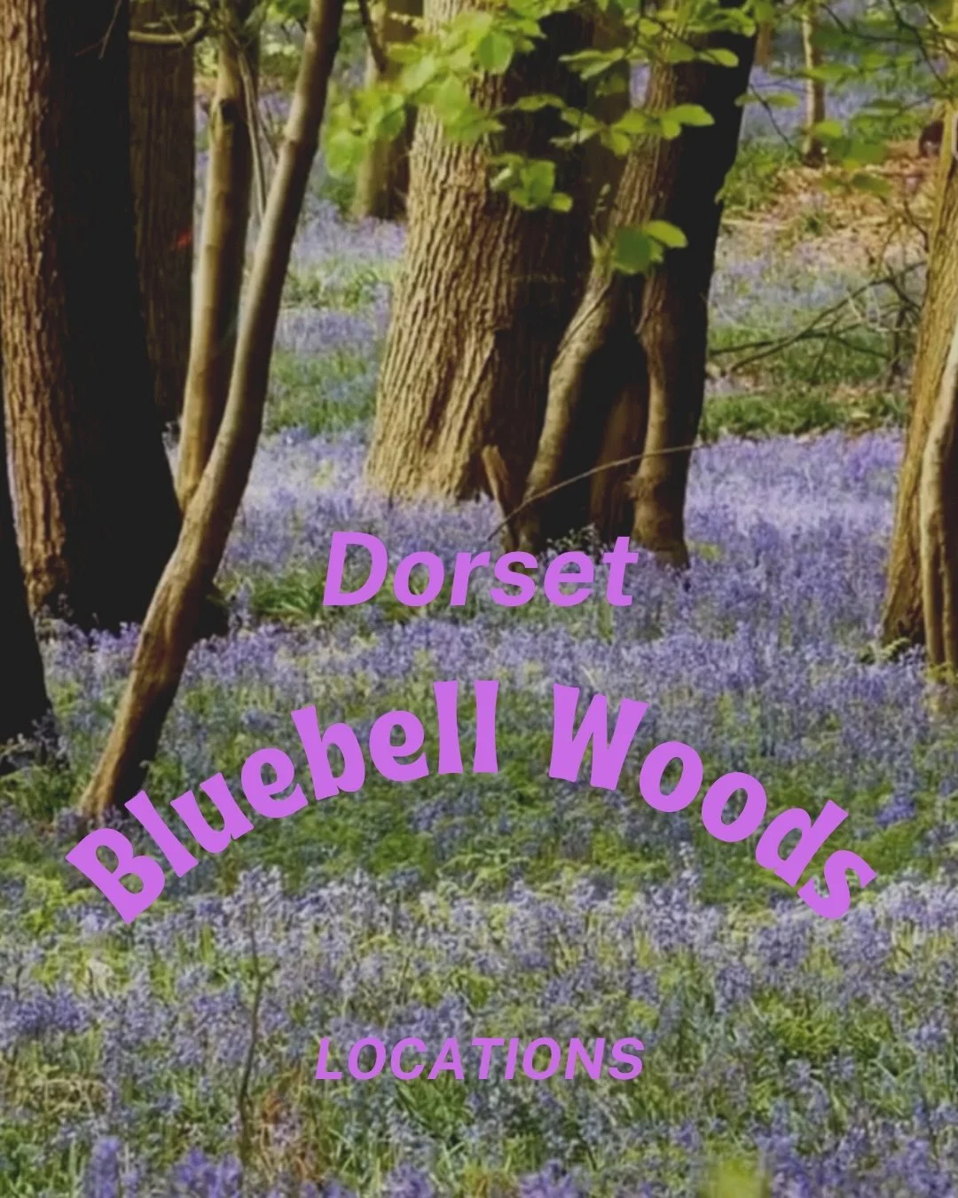 Hello April!

Bluebells are about to burst and carpet the floors of our Dorset woodlands.

You don&rsquo;t have to travel far to find them. Galton have them on the wooded verges and the woods. A walk off the farm towards Moreton on their green road.
