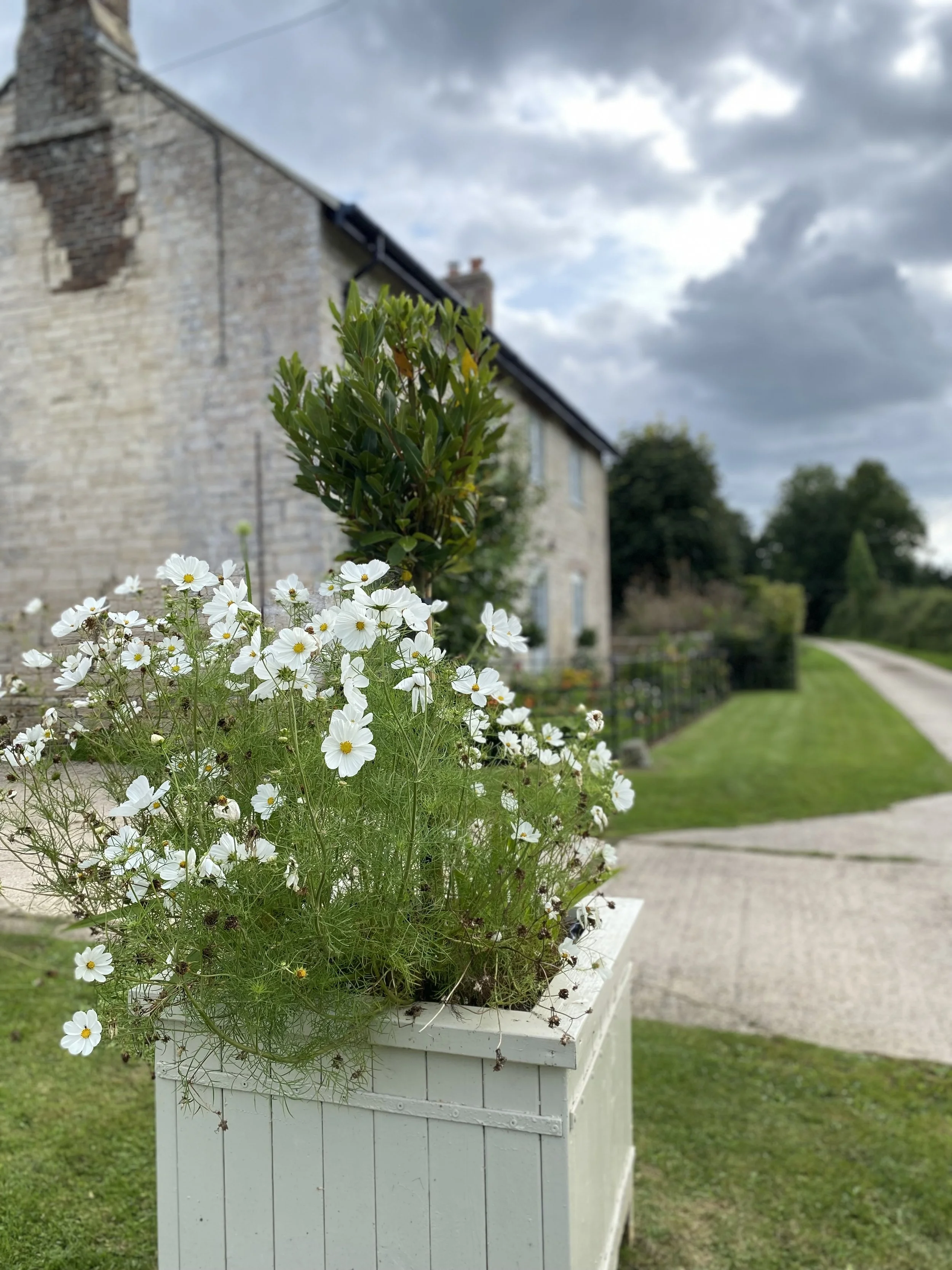 White flowers in a white planter outside a stone house under cloudy sky.