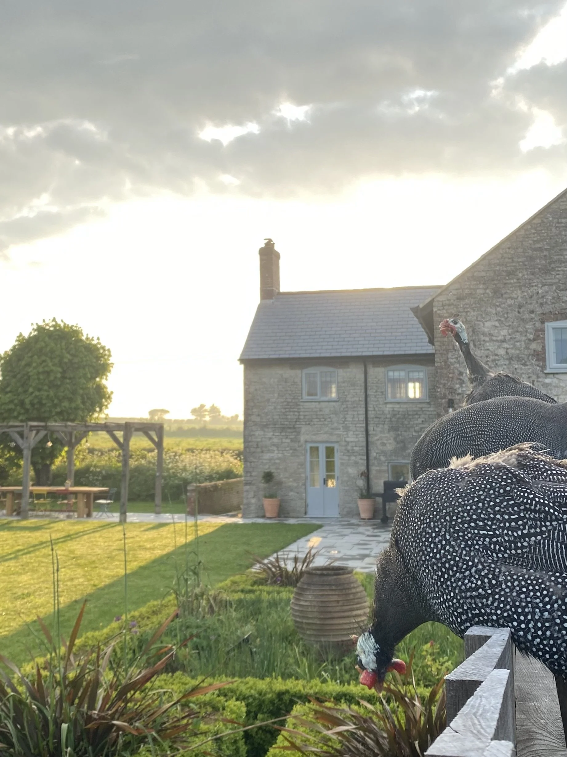 A farmyard scene at sunset, with two black and white chickens in the foreground, a stone house in the background, and a well-maintained garden with a wooden pergola, potted plants, and lush green grass.