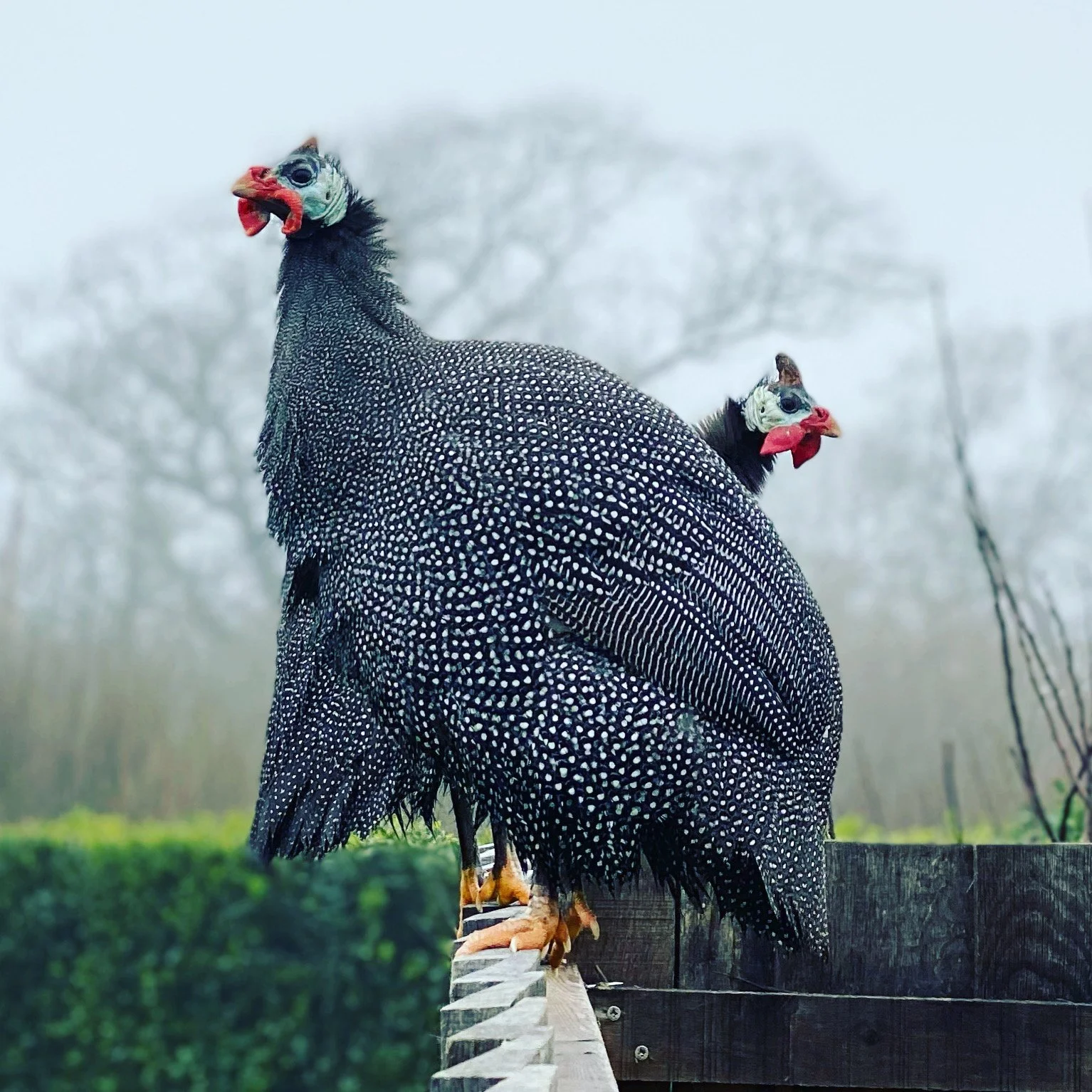Two capuchin hens with black and white speckled feathers and red combs perched on a wooden fence in a misty outdoor area.