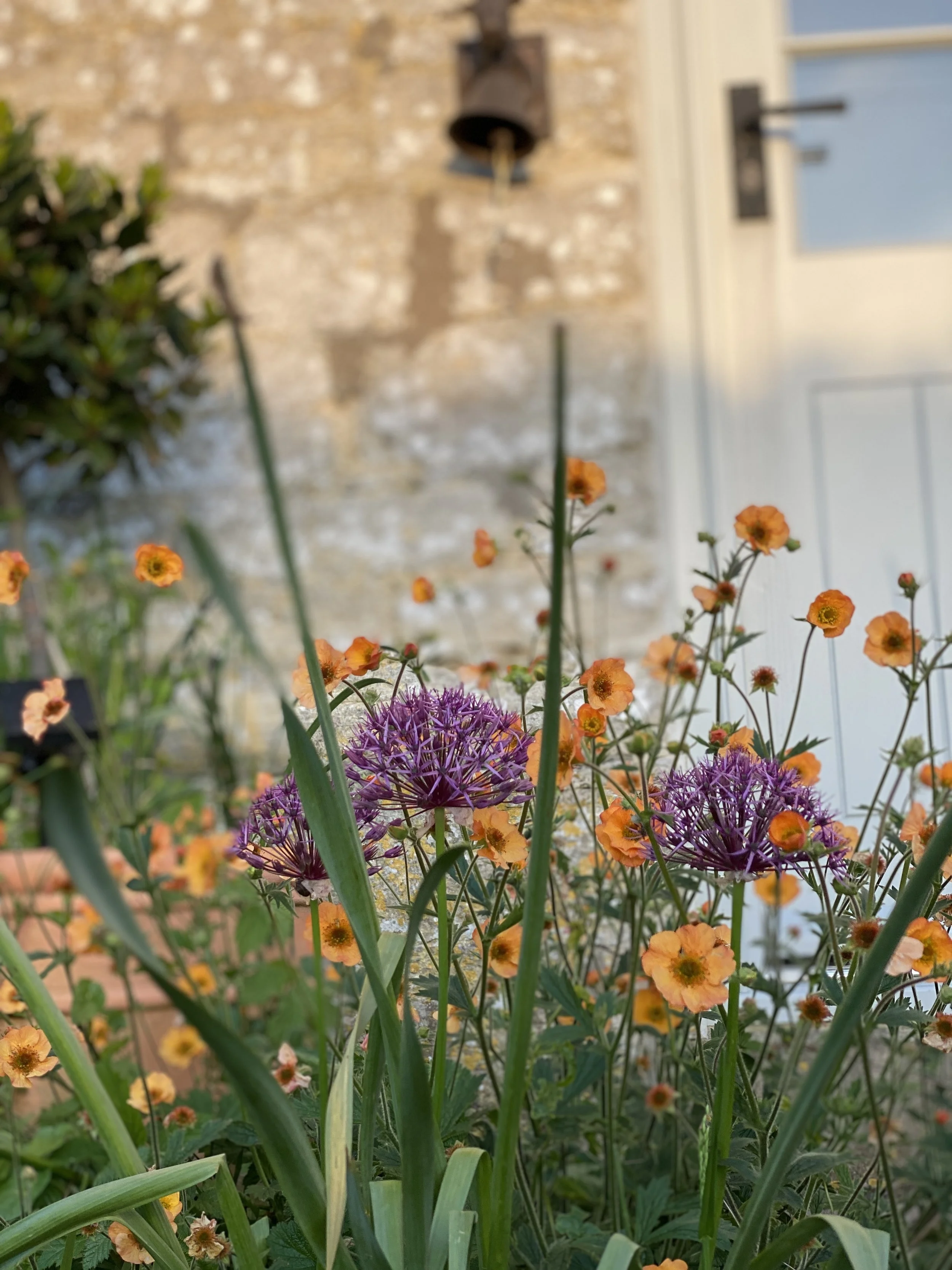 A garden with blooming orange and purple flowers in front of a stone wall and white door.