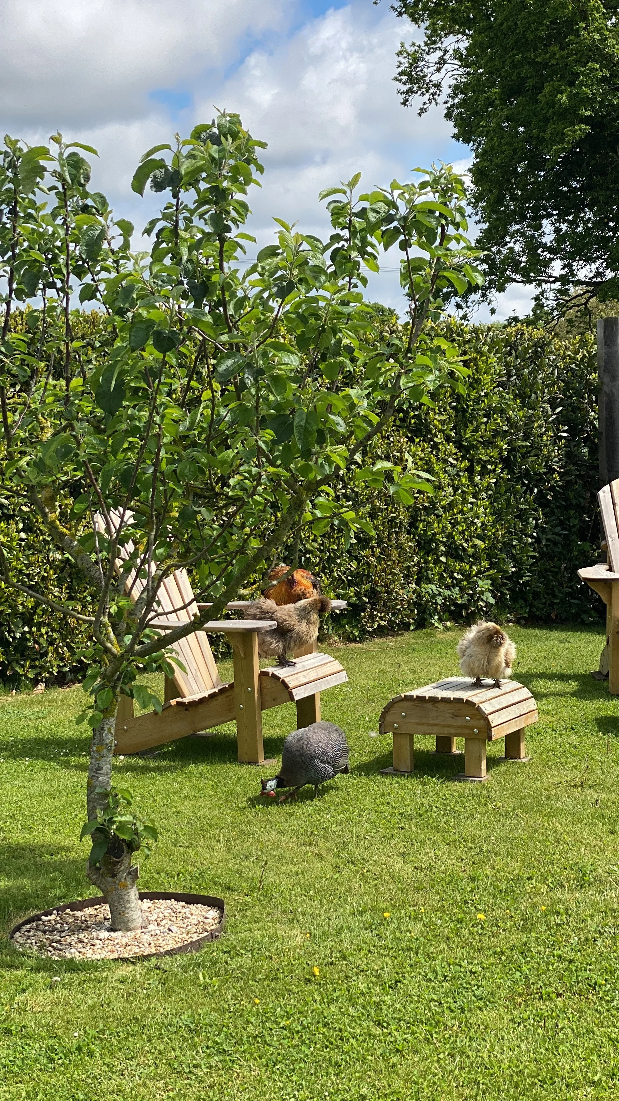 A garden scene with outdoor chairs, a small tree, and two fluffy guinea pigs on small wooden platforms, one gray and one white, with a chicken on a chair, in a sunny yard with green grass and bushes.