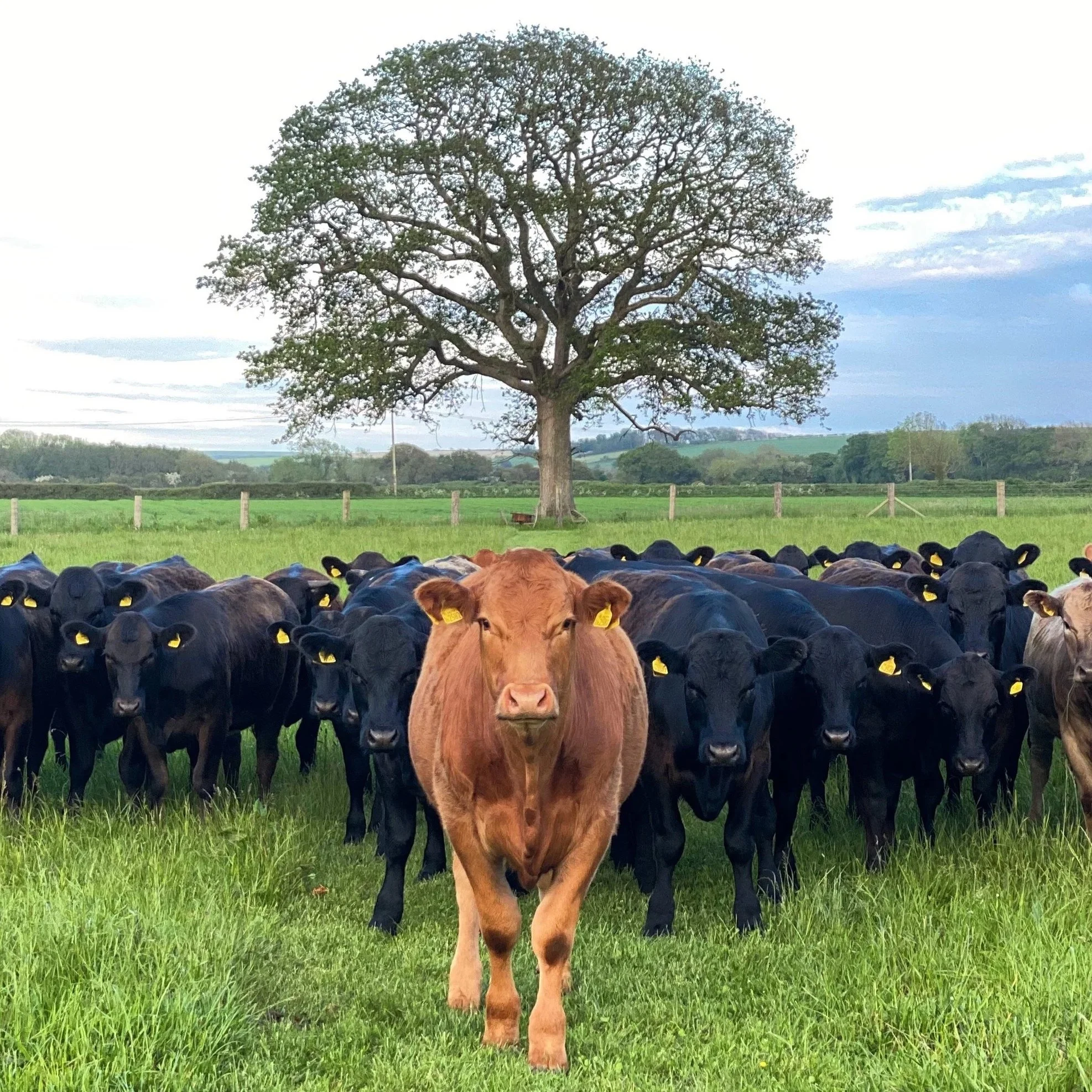 A brown cow standing in front of a herd of black cows in a green field with a large tree and cloudy sky in the background.